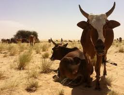 Cows in Mauritania are found mainly on the plain, not the pavement