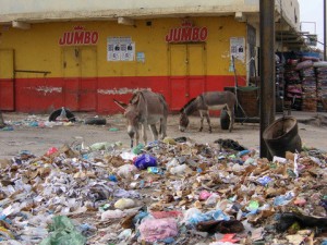 No shortage of foraging donkeys in Nouakchott