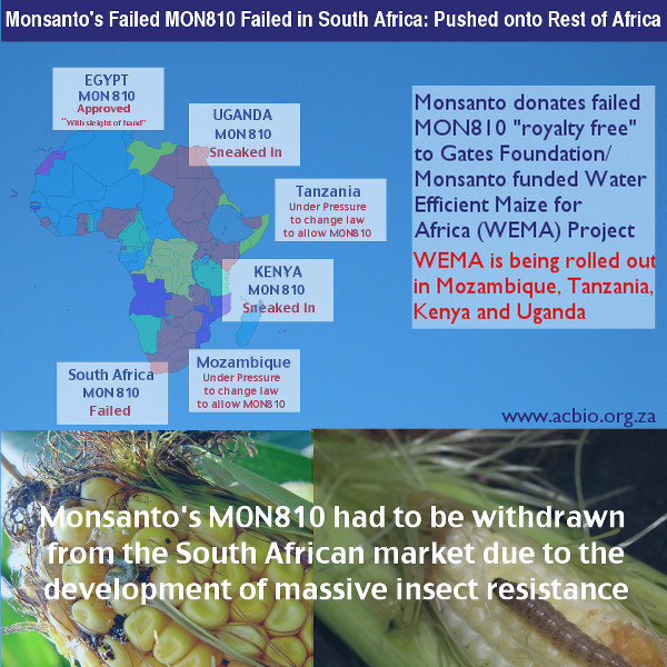 Monsanto's failed M810 maize in South Africa. acbio.org.za